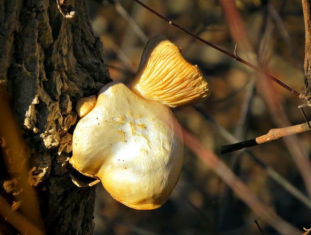 Clinging to the tree