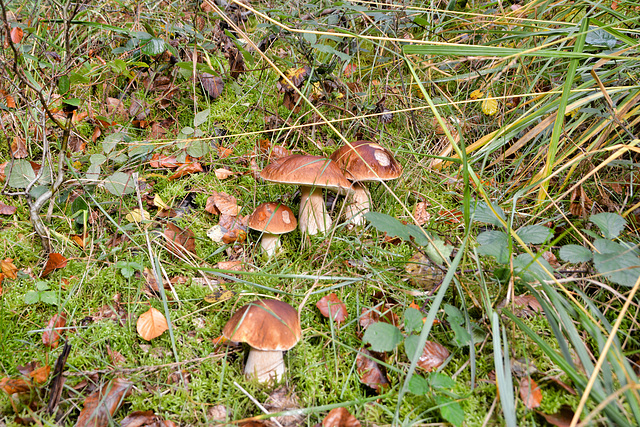 Gemeiner Steinpilz (Boletus edulis)