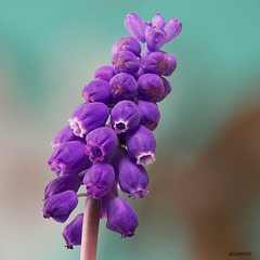 Muscari à grappe