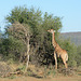 Namibia, Giraffe Has Breakfast with Delicious Leaves in the Erindi Nature Reserve.