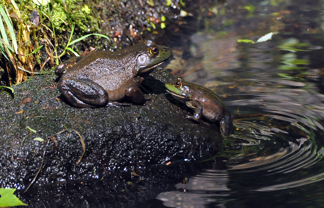 frogs st bruno pond DSC 0235