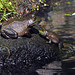 frogs st bruno pond DSC 0235