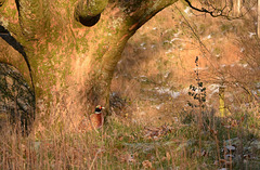 Pleasant Pheasant  looks for the 'All Clear'.