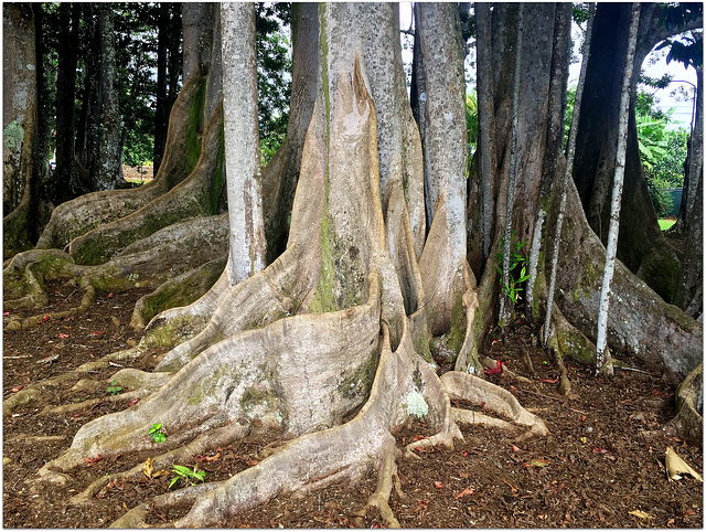 Stonefruit trees / ರುದ್ರಾಕ್ಷಾ ಮರ