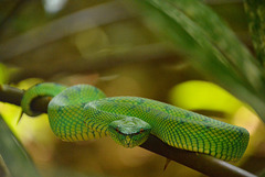 Green tree viper ( venomous )