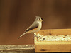 tufted titmouse