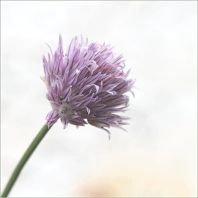 Fleur de fine-herbe