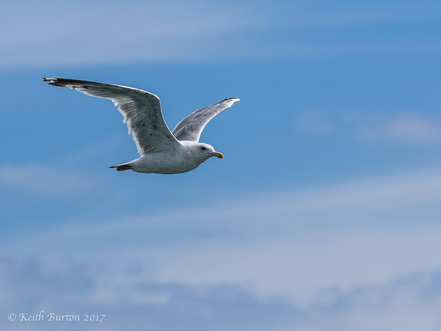 Exmouth Cruise40