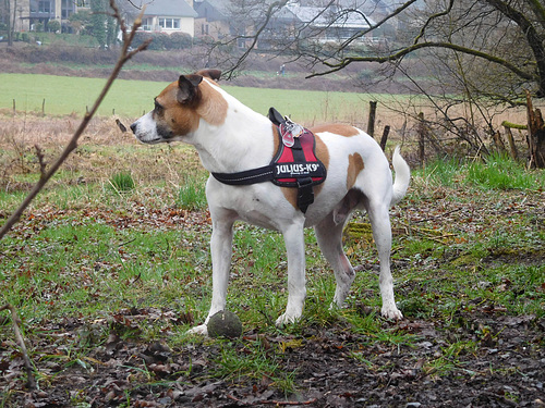 Jack Russell Terrier Rico DSCN0140