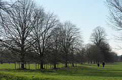Avenue of lime trees, as the sun goes down