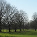 Avenue of lime trees, as the sun goes down