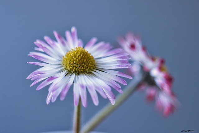 Pâquerette ( bellis perinis)