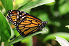 Monarch Butterfly