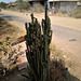 Cactus filandreux