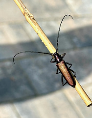 Bockkäfer   (Moschusbock)