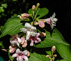 20240502 0062CPw [D~LIP] Weigelie (Weigela florida), BS