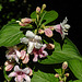 20240502 0062CPw [D~LIP] Weigelie (Weigela florida), BS