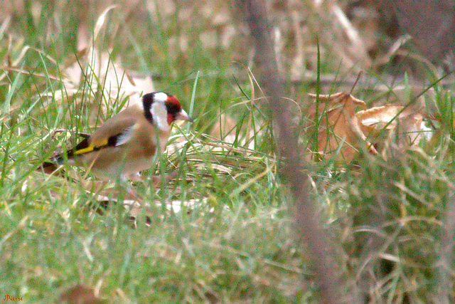 Chardonneret