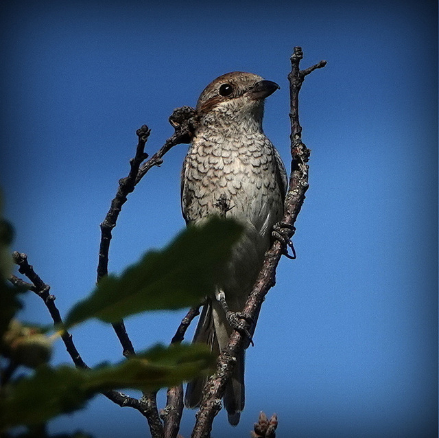 Pie-grièche écorcheur, ♀ adulte plumage nuptial