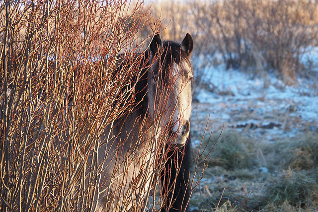 A Horse of Course