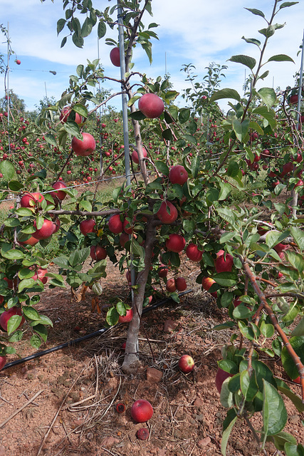 Apple Tree