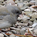 Dark-eyed Junco