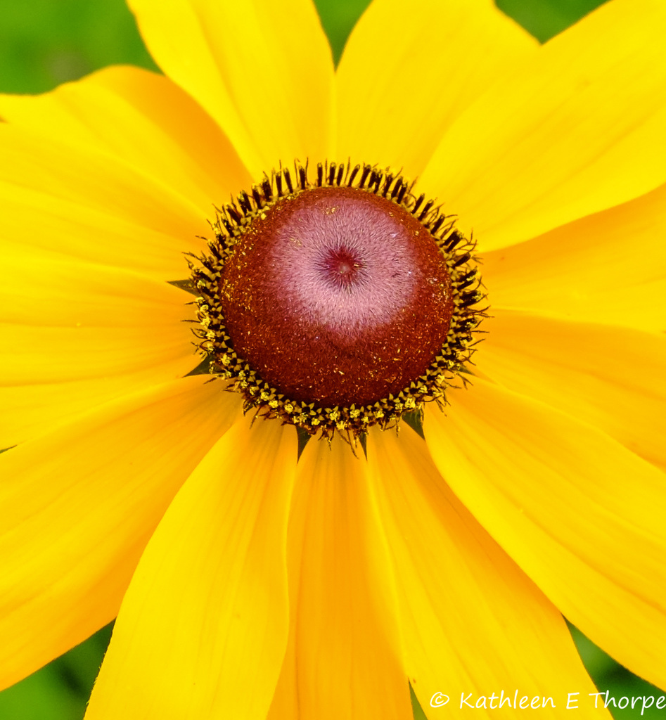 Bok Tower Blackeyed Susan