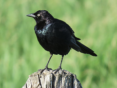 Brewer's Blackbird male