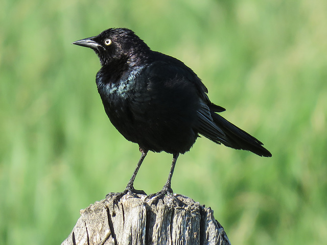 Brewer's Blackbird male