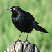 Brewer's Blackbird male