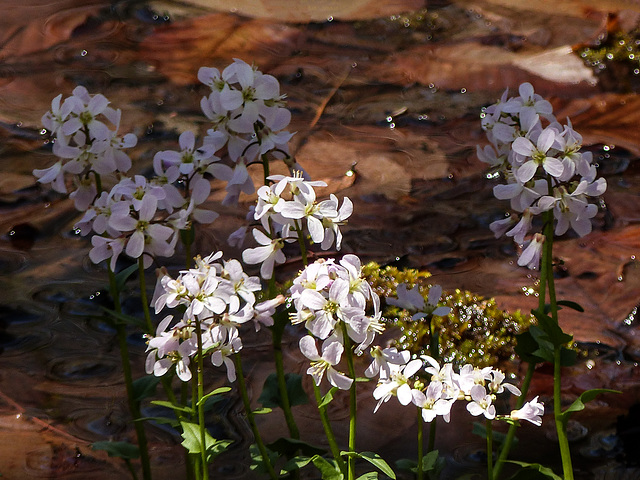 Day 2, Wildflowers, Rondeau PP