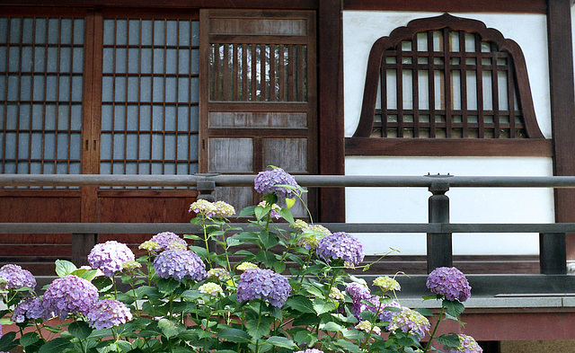 Hydrangea in a temple precinct