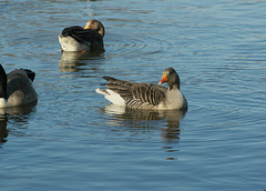 Greylag geese