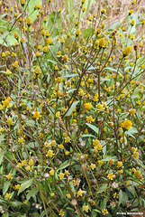 20191213-1517 Galinsoga parviflora Cav.