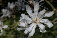 Magnolia étoilé.