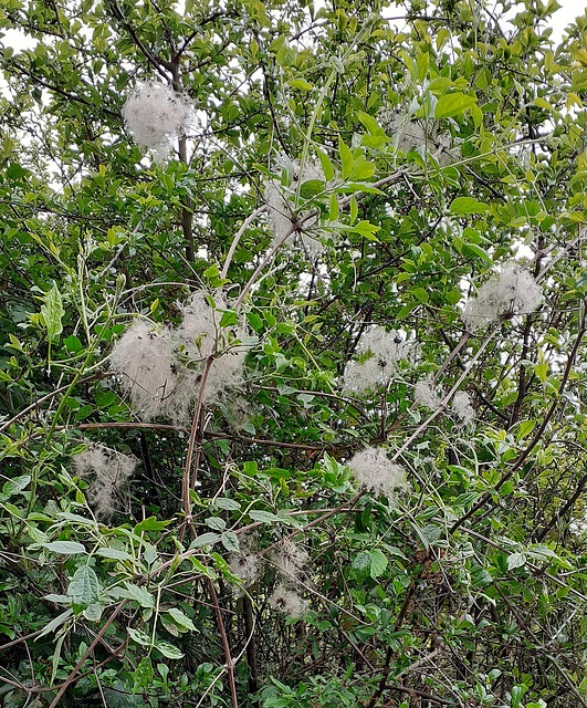 25 - Clématite des haies ou vigne blanche