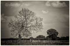 May 08: tree