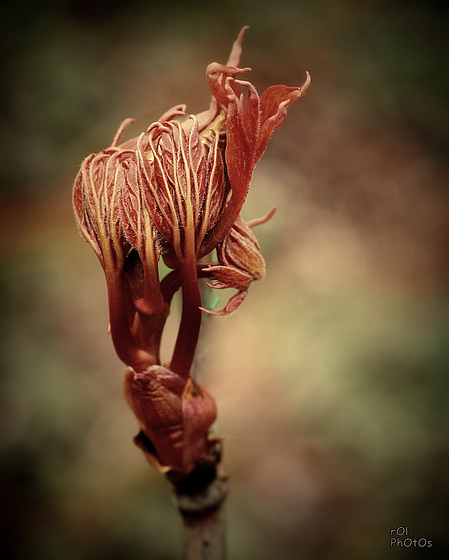 Olé..! Flamenco