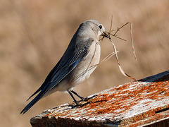 Time for nest building