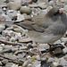 Dark-eyed Junco