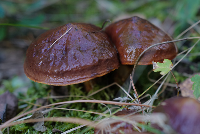 Imleria badia, Canada L1010244