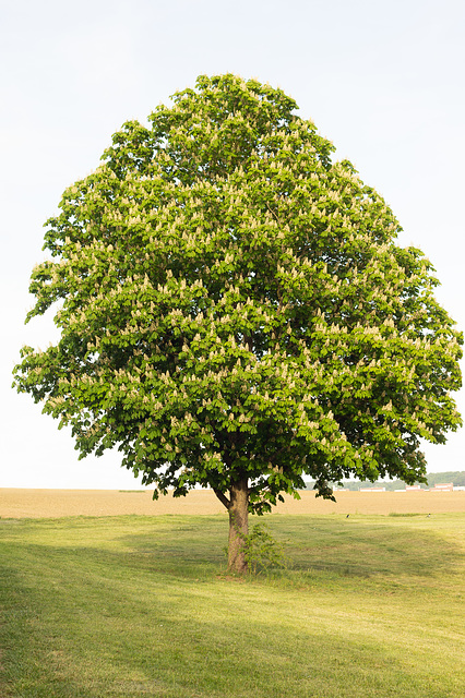 Kastanienbaum