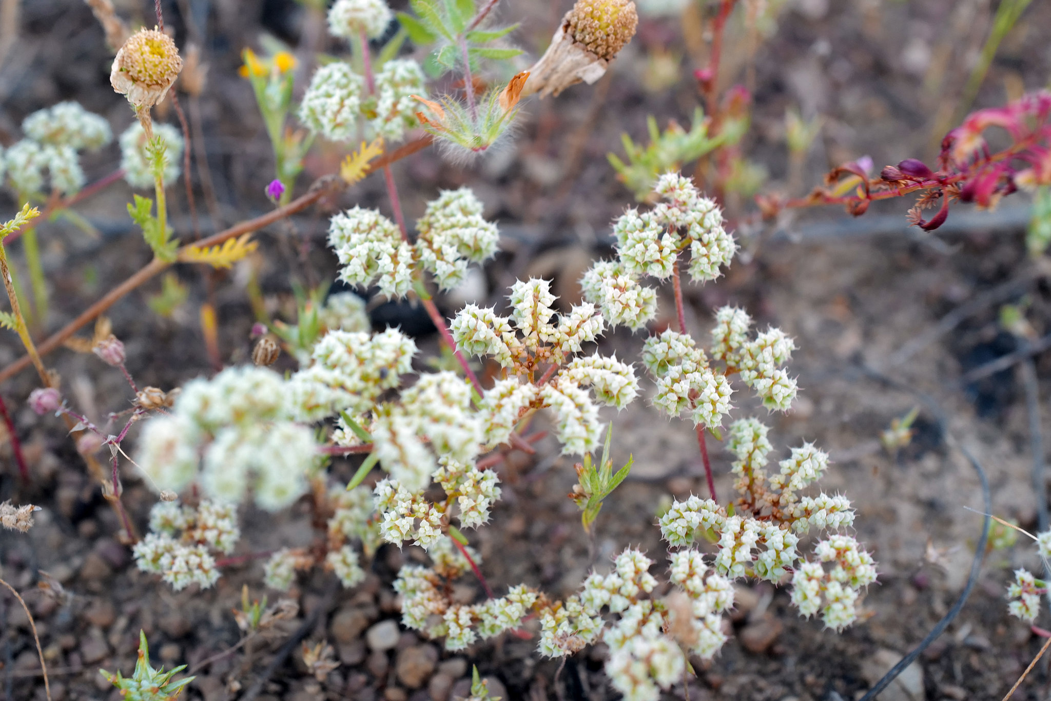 Chaetonychia cymosa, Caryophyllales