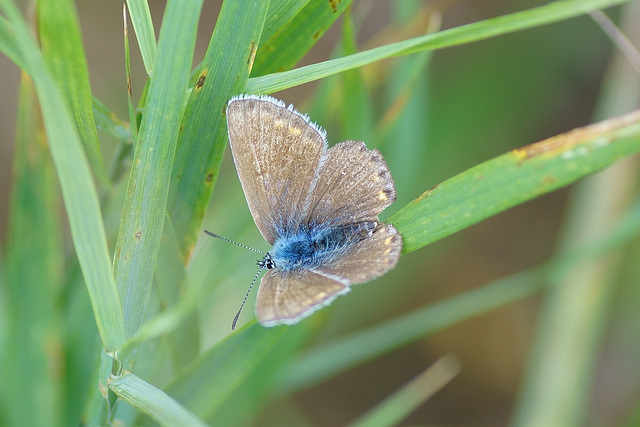 Hauhechel-Bläuling (♀) versteckt sich im Gras