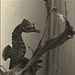 hippocampe