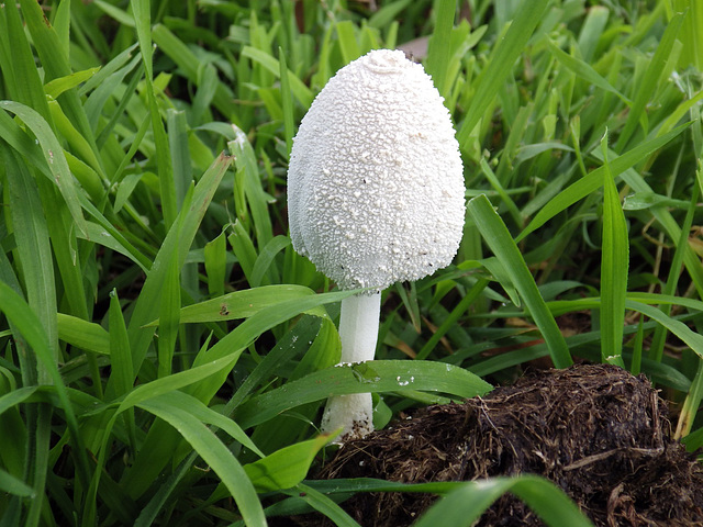 Coprinopsis nivea