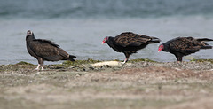 urubu à tête rouge / turkey vulture