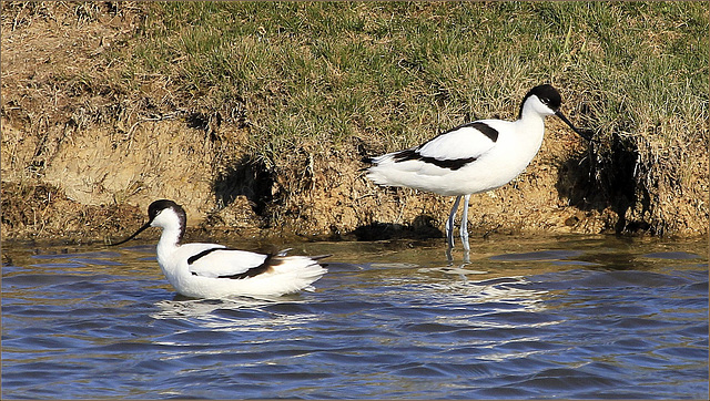 Avocettes