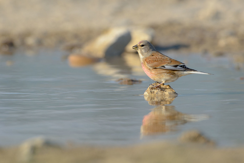 Linotte mélodieuse (mâle) au bain