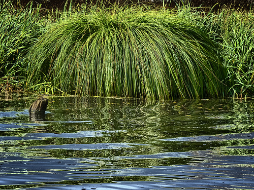 Moor Water